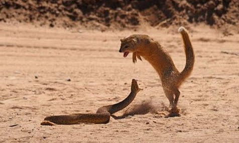 Mongoose &amp; Cobra 1